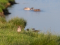 Tringa totanus, redshank, tureluur